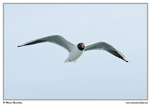 Black-headed Gull (Kokmeeuw) at the Wadden Sea