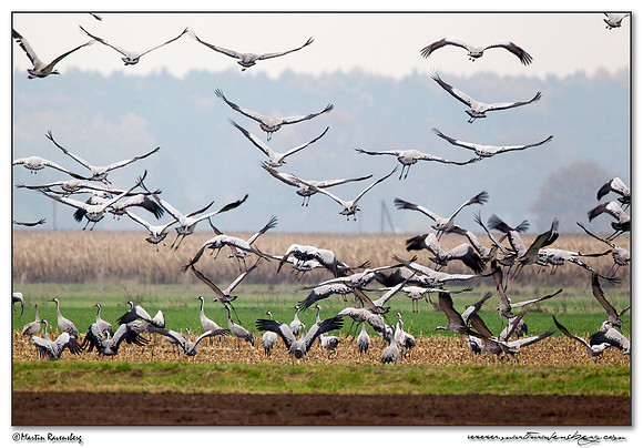 Common Crane (Kraanvogel) at Rhedener Geestmoor and Neustädter Moor near Diepholz in Germany