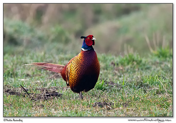 Common Pheasant (Fazant) at the National Landscape Arkemheem-Eemland