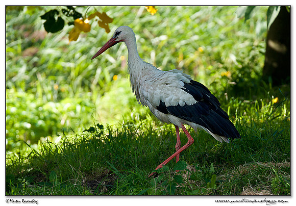 White Stork (Ooievaar) at the Nature Park Lelystad