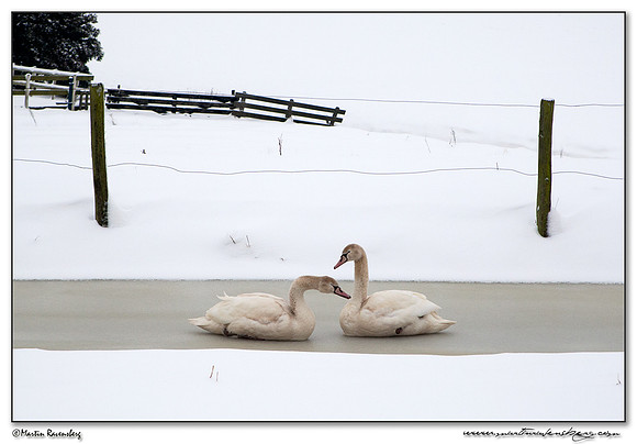 Mute Swan (Knobbelzwaan) near Hazerswoude