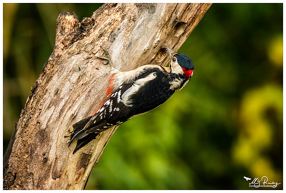 Great Spotted Woodpecker (Grote Bonte Specht) at a photo hut in Alblasserwaard