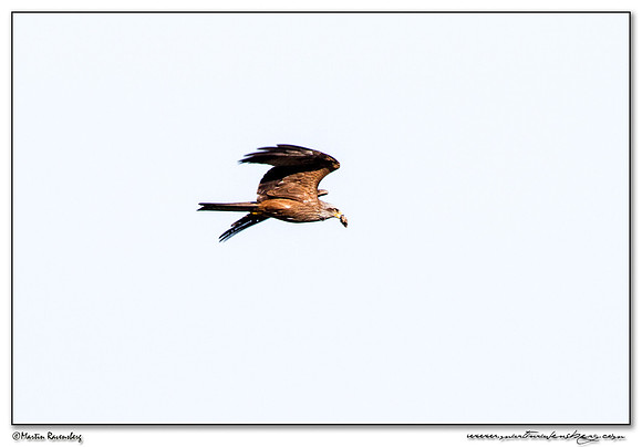 Black Kite (Zwarte Wouw) in the northern part of Extremadura in the area near Trujillo.