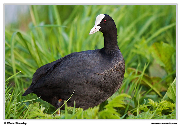 Eurasian Coot (Meerkoet) near Hazerswoude, Spookverlaat - Amalia Hut