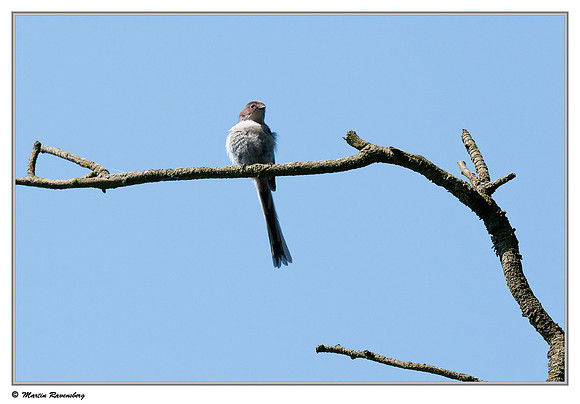 (Juvenile) Long-tailed Tit (Staartmees) at the Stolwijkse Boezem near Gouderak
