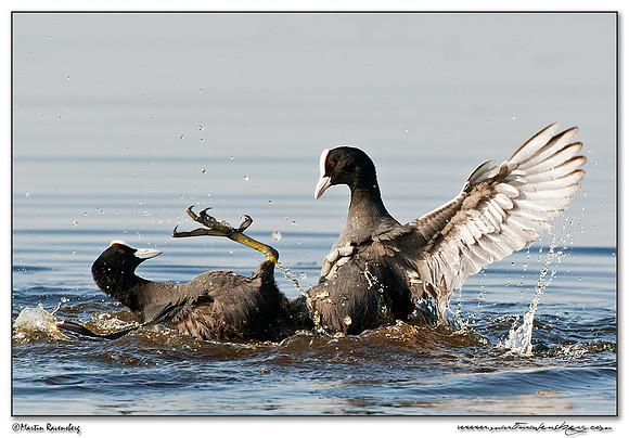 Eurasian Coot (Meerkoet) at the Groene Jonker nature area near Nieuwkoop