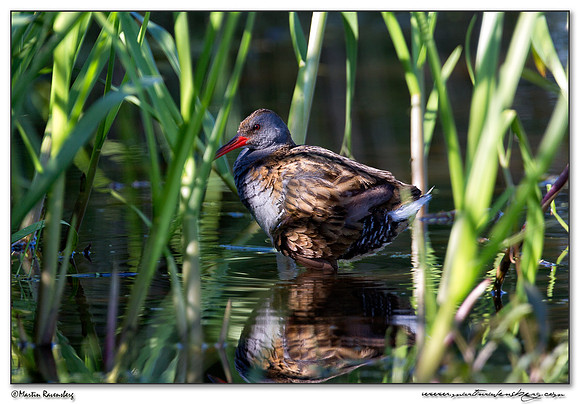 Water Rail (Waterral) at the Groene Jonker nature area near Nieuwkoop