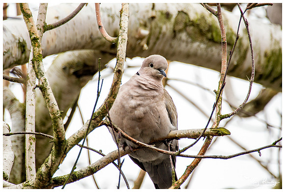 Eurasian Collared Dove (Turkse Tortel) at my backyard in Hazerswoude