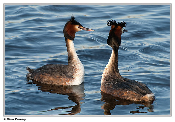 Courtship behaviour of Great Crested Grebes (Fuut) at the Starrevaart lake near Stompwijk