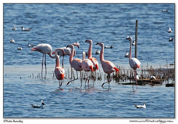 Chilean Flamingo (Chileense Flamingo) and Greater Flamingo (Europese Flamingo) at the Zwillbrocker Venn in Germany