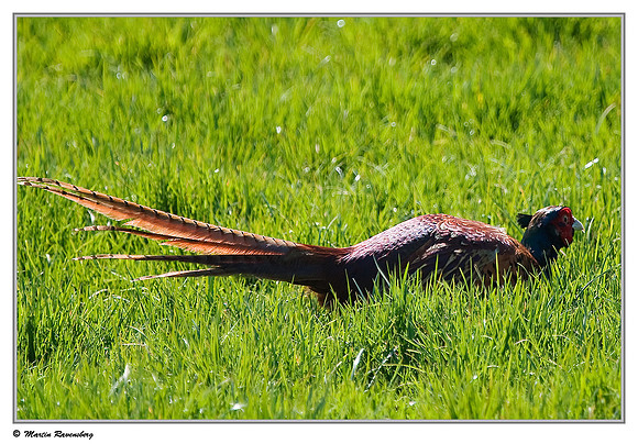Common Pheasant (Fazant) at the Gelderswoude Kerkpad near Gelderswoude