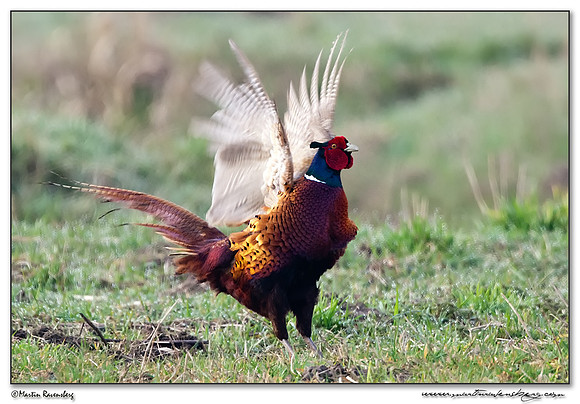 Common Pheasant (Fazant) at the National Landscape Arkemheem-Eemland