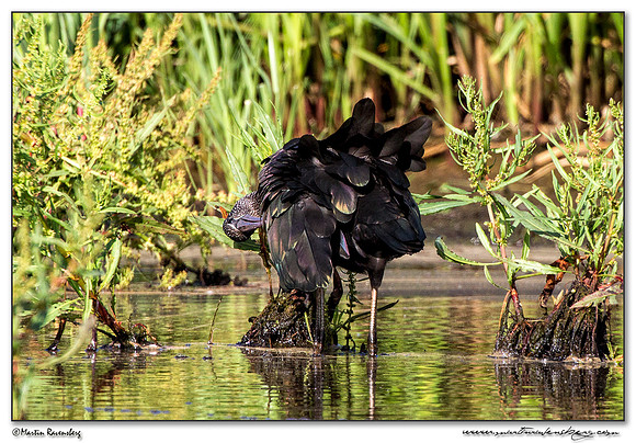 Glossy Ibis (Zwarte Ibis) at the Groene Jonker nature area near Noorden
