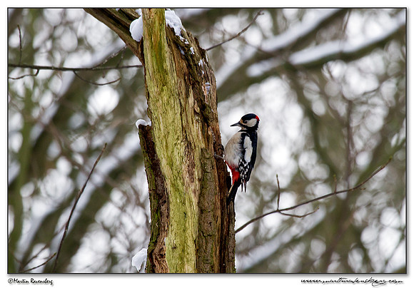 Great Spotted Woodpecker (Grote Bonte Specht) at the Amsterdamse Waterleiding Duinen