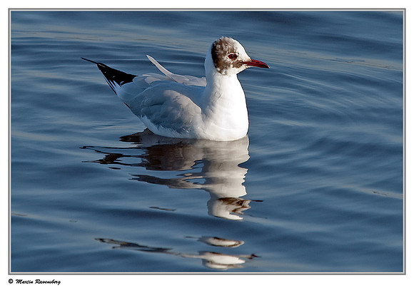 (Juvenile) Black-headed Gull (Kokmeeuw) at the Starrevaart lake near Stompwijk