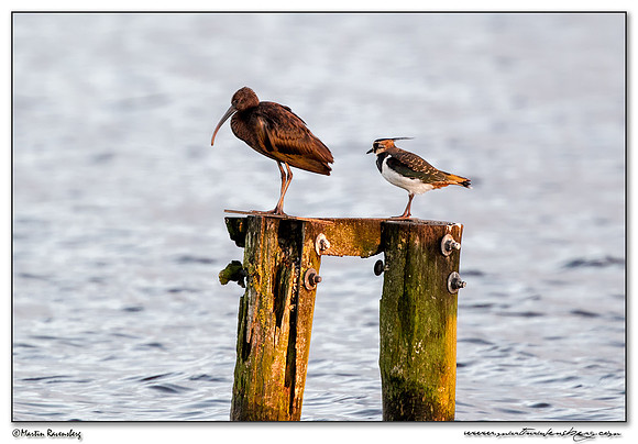 Glossy Ibis (Zwarte Ibis) & Northern Lapwing (Kievit) at the Starrevaart lake near Stompwijk