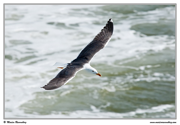Lesser Black-backed Gull (Kleine Mantelmeeuw) at the Wadden Sea