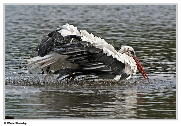 White Stork (Ooievaar) near Hazerswoude, Spookverlaat - Amaila Hut