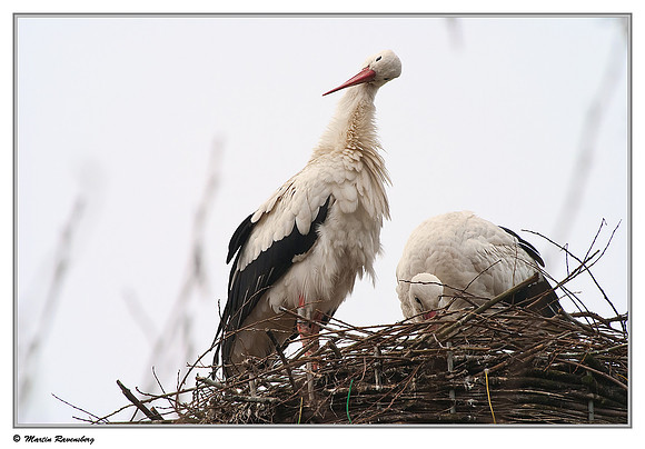 White Stork (Ooievaar) near Hazerswoude, Spookverlaat - Amalia Hut