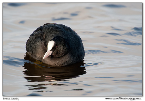 Eurasian Coot (Meerkoet) at the Starrevaart lake near Stompwijk