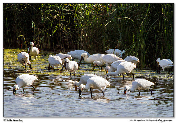 Eurasian Spoonbill or Common Spoonbill (Lepelaar) at the Starrevaart lake near Stompwijk