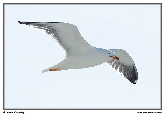 Herring Gull (Zilvermeeuw) at The Wadden Sea