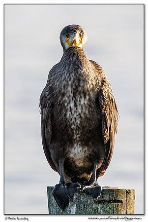 Great Cormorant (Aalscholver) at the Starrevaart lake near Stompwijk
