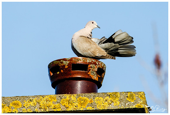Eurasian Collared Dove (Turkse Tortel) at Hazerswoude