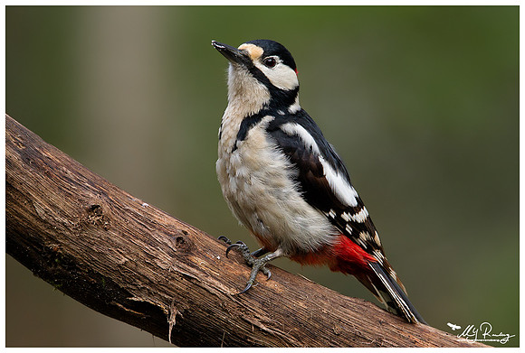 Great Spotted Woodpecker (Grote Bonte Specht) at the Fotohut Gooi owned by the Goois Natuurreservaat