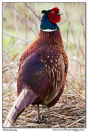 Common Pheasant (Fazant) at the National Landscape Arkemheem-Eemland
