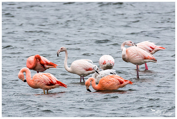 Chilean Flamingo (Chileense Flamingo) and Greater Flamingo (Europese Flamingo) at the Grevelingenmeer
