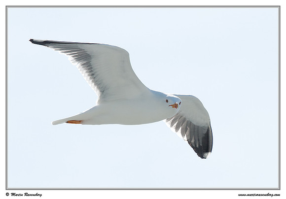 Herring Gull (Zilvermeeuw) at The Wadden Sea