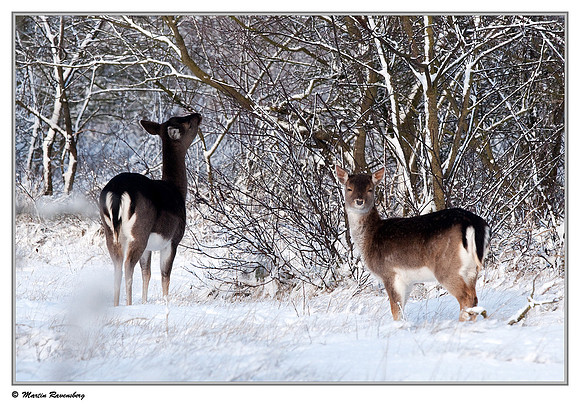Fallow Deer (Damhert) at the Amsterdamse Waterleiding Duinen