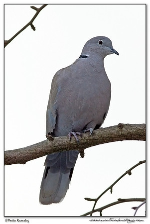 Eurasian Collared Dove (Turkse Tortel) at my backyard in Hazerswoude