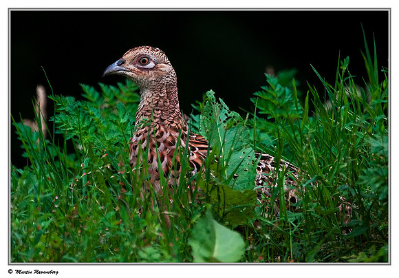 Common Pheasant ♀ (Fazant) at the Starrevaart lake near Stompwijk