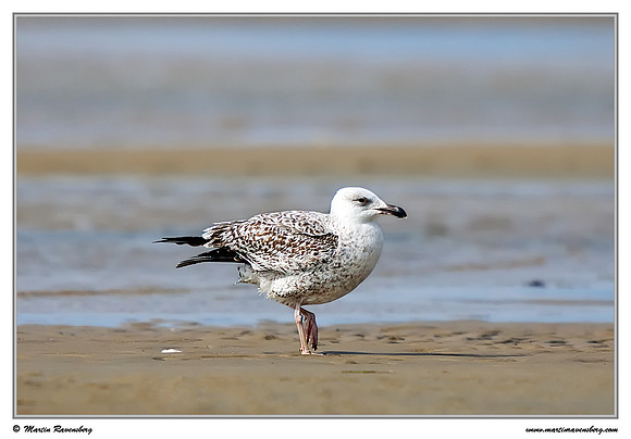 (Juvenile) Great Black-backed Gull (Grote Mantelmeeuw) at the island Terschelling in the Wadden Sea
