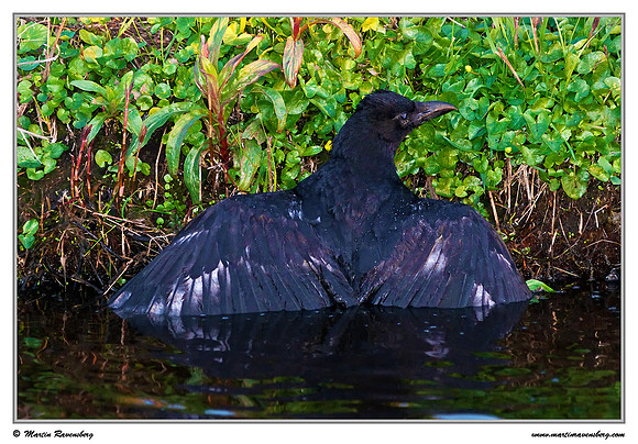 (Juvenal) Carrion Crow (Zwarte Kraai) near Hazerswoude in the meadow birds reserve De Wilck