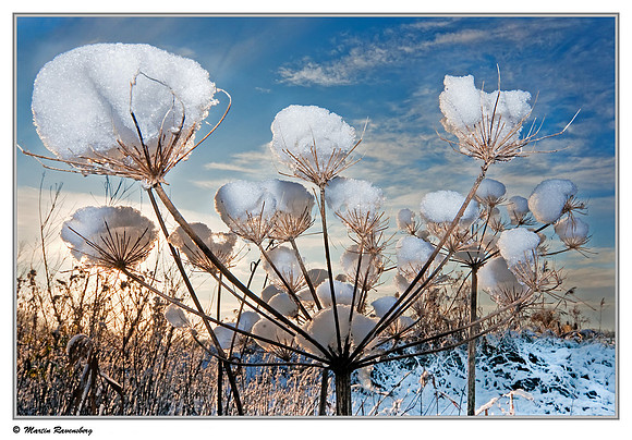 Giant Hogweed / Reuzenberenklauw  (Heracleum mantegazzianum) near Hazerswoude, Spookverlaat