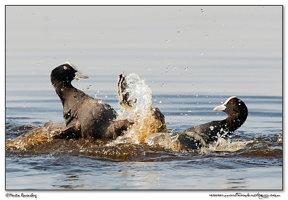 Eurasian Coot (Meerkoet) at the Groene Jonker nature area near Nieuwkoop