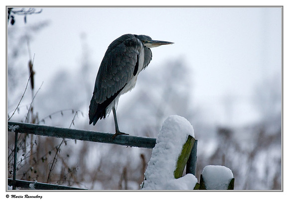 Grey Heron (Blauwe Reiger) near Hazerswoude, Spookverlaat