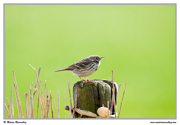 Meadow Pipit (Graspieper) at the island Terschelling in the Wadden Sea