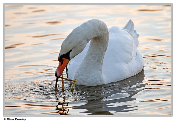 Mute Swan (Knobbelzwaan) near Hazerswoude, Spookverlaat