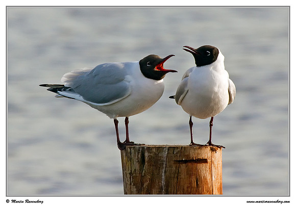 Black-headed Gull (Kokmeeuw) at the Starrevaart lake near Stompwijk