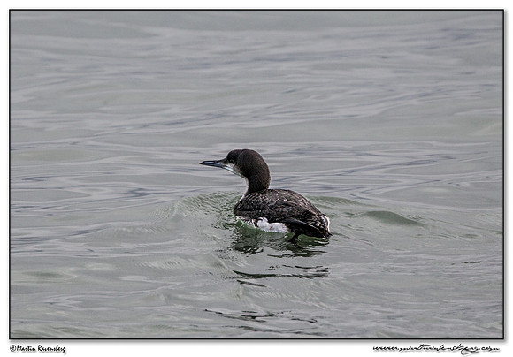 Black-throated Loon (Parelduiker) near the Plompe Toren near Koudekerke at Schouwen-Duiveland