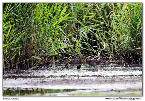 Water Rail (Waterral) at the Groene Jonker nature area near Nieuwkoop