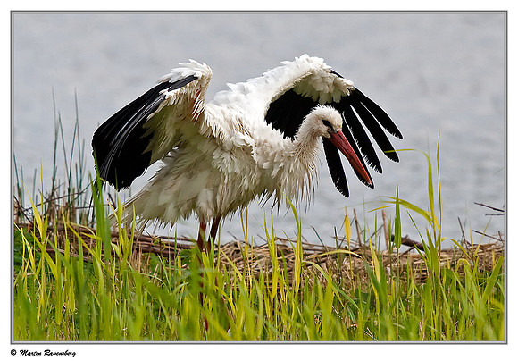 White Stork (Ooievaar) near Hazerswoude, Spookverlaat - Amaila Hut