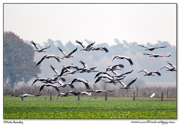 Common Crane (Kraanvogel) at Rhedener Geestmoor and Neustädter Moor near Diepholz in Germany