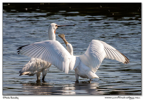 Eurasian Spoonbill or Common Spoonbill (Lepelaar) at the Starrevaart lake near Stompwijk
