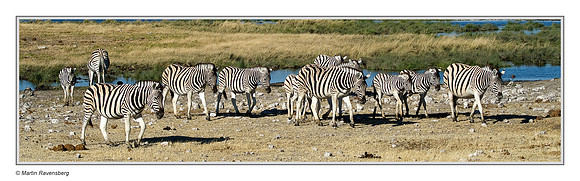 Burchell's Zebra in Etosha National Park