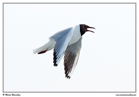 Black-headed Gull (Kokmeeuw) at the Wadden Sea